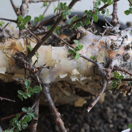 Commiphora　kataf 　コミフォラ　カタフ