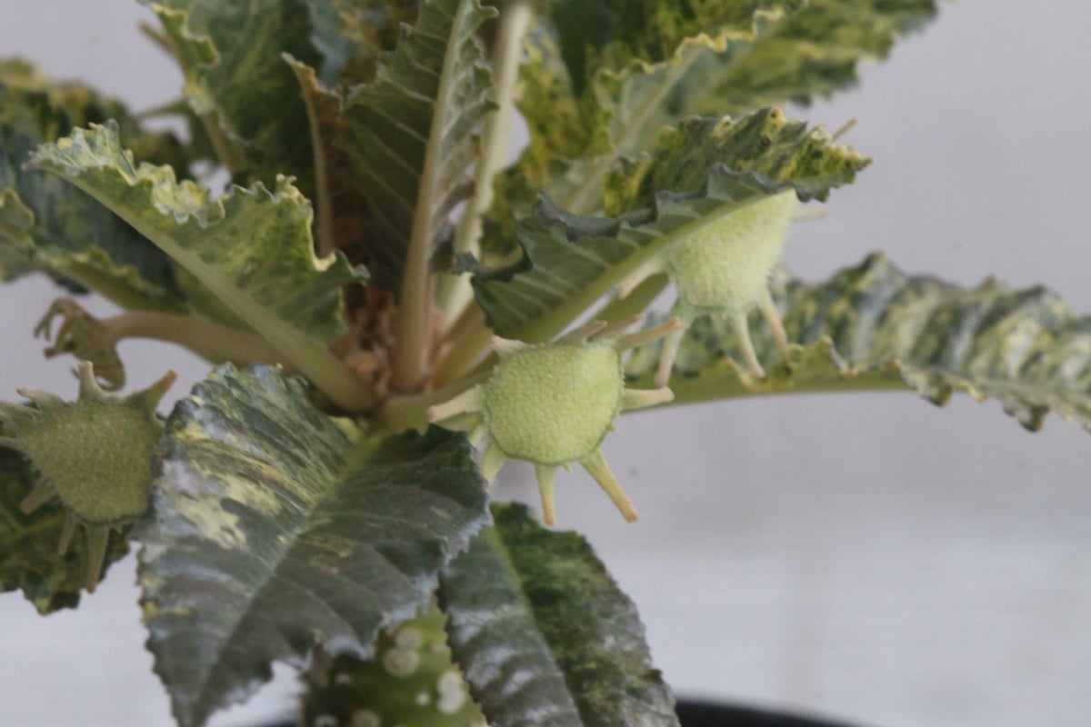 開花株】ドルステニア ホルウッディ錦 実生株 ポットごと発送