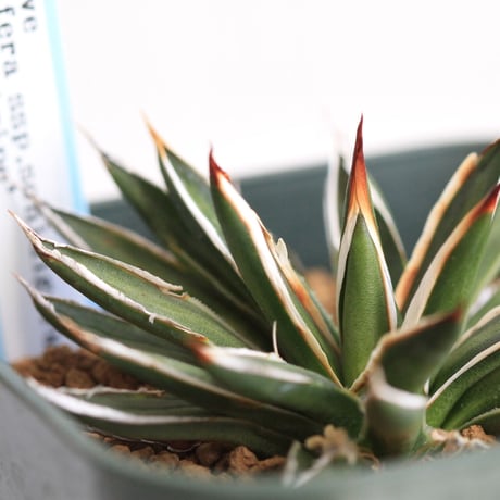 Agave filifera ssp .schidigera "white stripe'