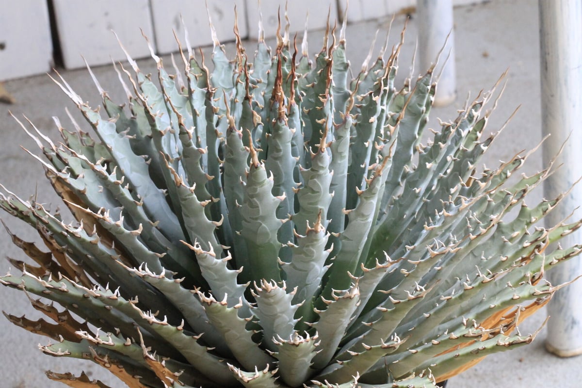 アガベ ユタエンシス　Agave utahensis アガベ ユタエンシス エボリスピナ（US株） OS08 – linkplants
