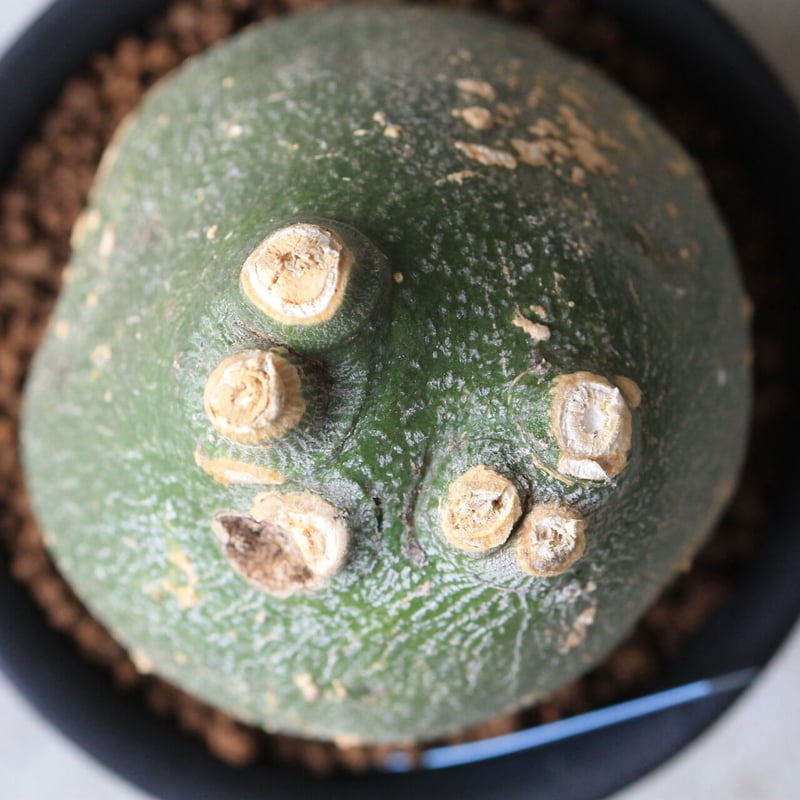 赤字セール❇️発根済み❗️アデニア　プセウド　グロボーサ　現地球♻️ 値下げ不可 赤字セール❇️発根済み❗️アデニア プセウド グロボーサ 現地球