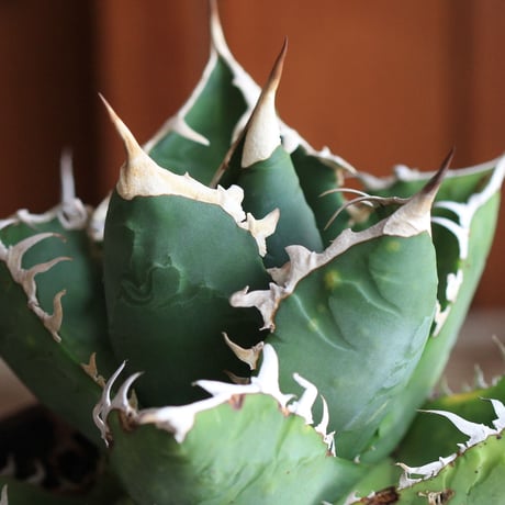 Agave　チタノータ　ホワイトシャーク（選抜）