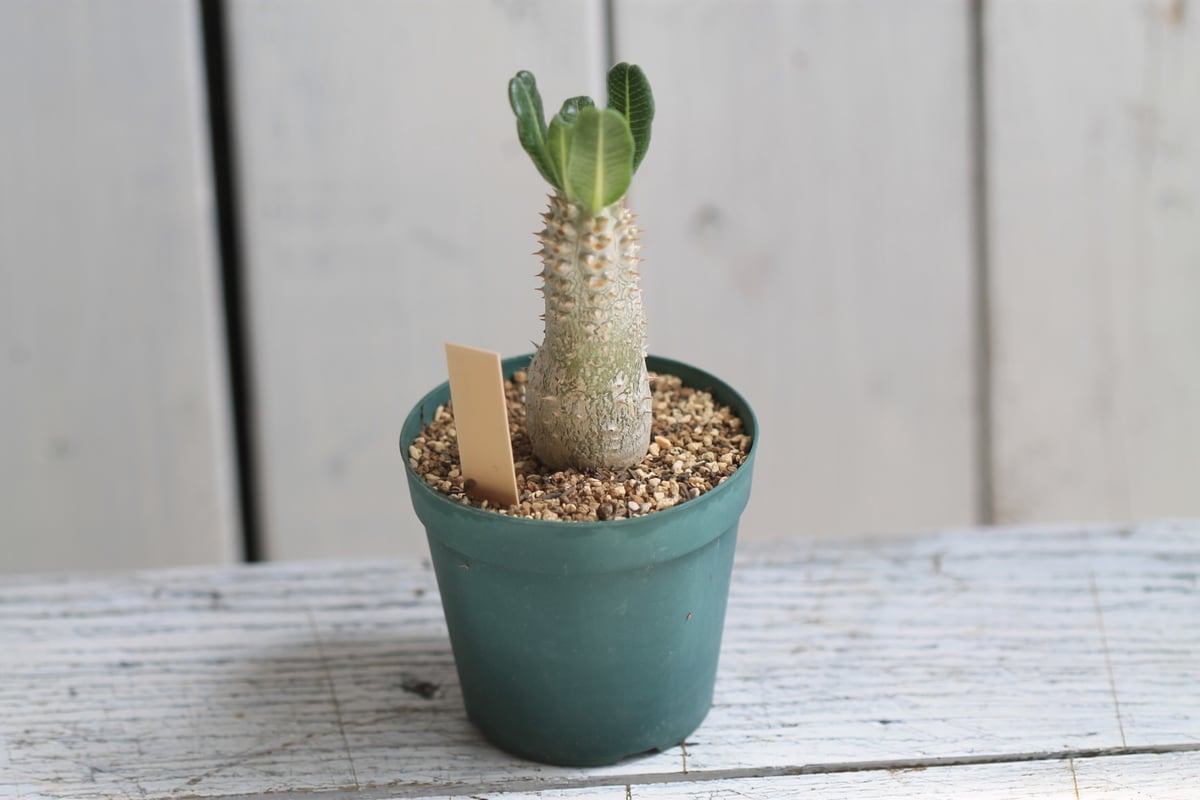 パキポディウム タッキー | hanayoshi-botanical