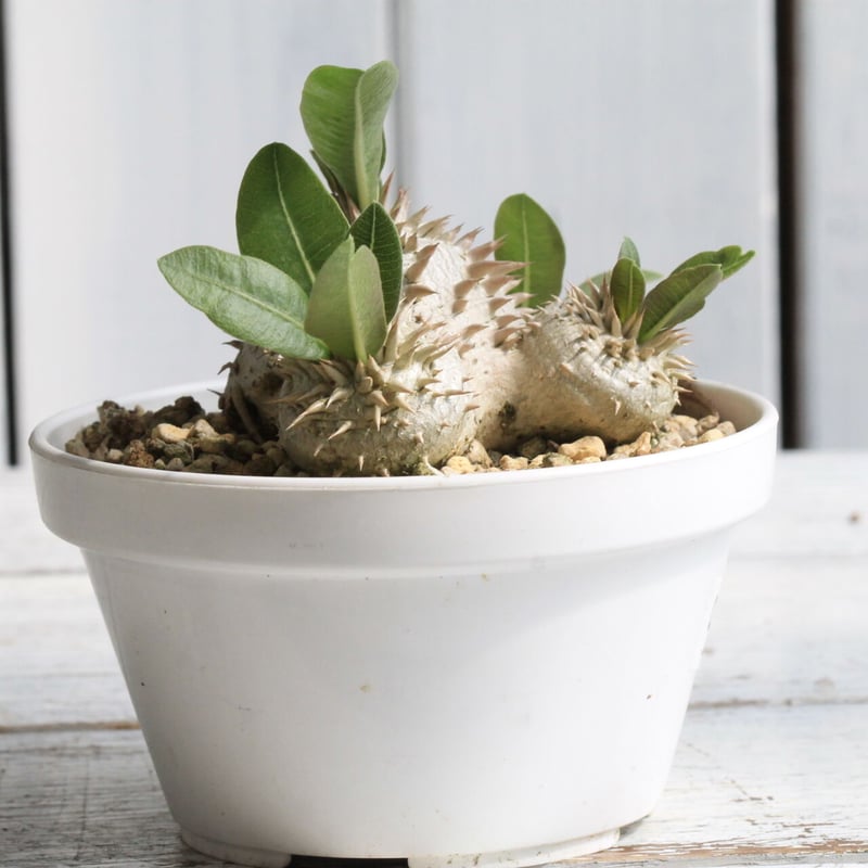 パキポディウム 恵比寿大黒 | hanayoshi-botanical