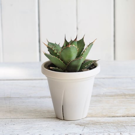 Agave　シエラミクスティカ