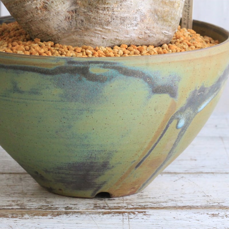 パキポディウム イノピナツム yaji²ポット | hanayoshi-botanical