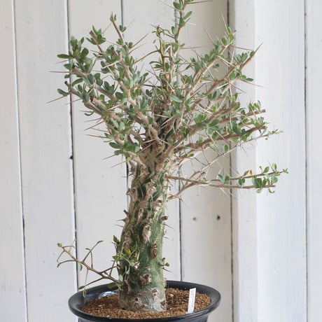 Fouquieria　観峰玉