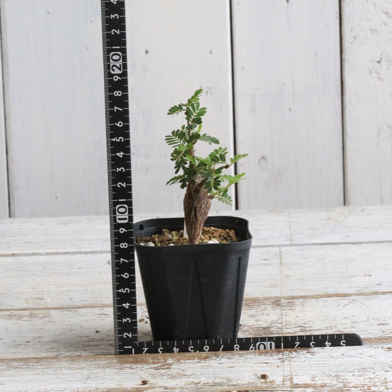 センナメリディオナリス　実生 センナ メリディオナリス 実生 | STELLA.PLANTS