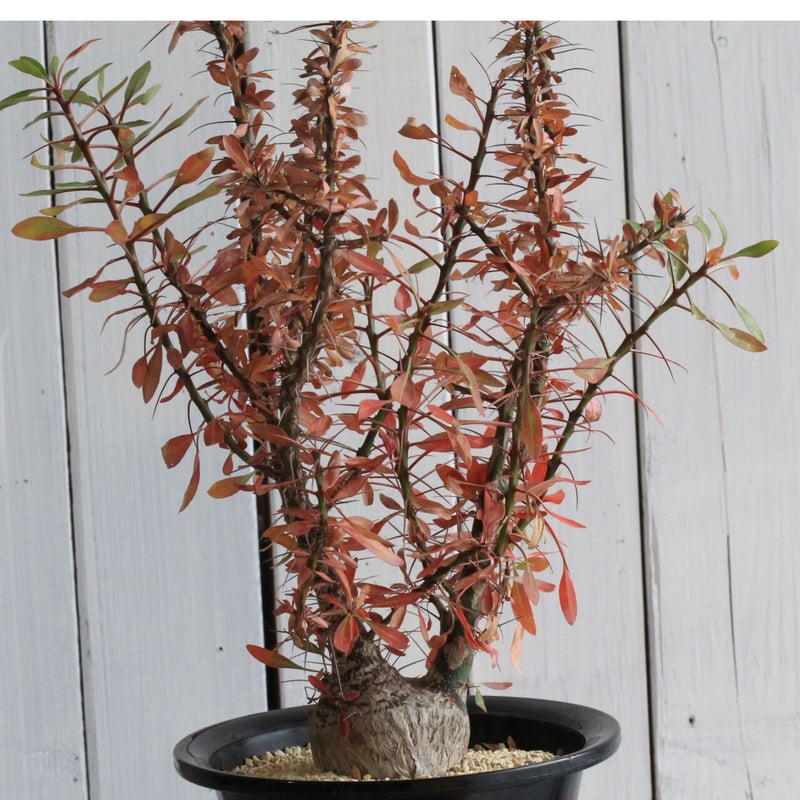 フォークイエリア ファシクラータ | hanayoshi-botanical フォークイエリア ファシクラータ | hanayoshi-botanical
