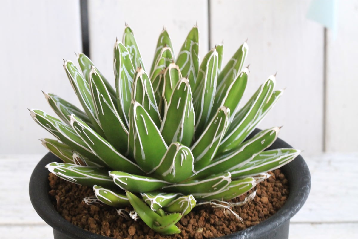 【アガベ】オアハカ ボールタイプ 超特選株 アガベ】オアハカ ボールタイプ 超特選株 アガベ】オアハカ ボール