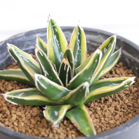 Agave 笹の雪 輝山