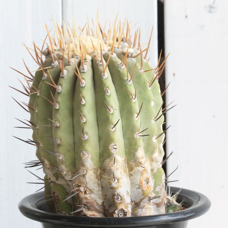 コピアポア シネレア 黒王丸（白刺） | hanayoshi-botanical