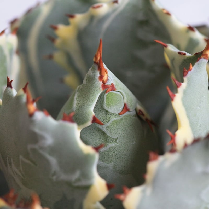 アガベ 甲蟹錦 | hanayoshi-botanical