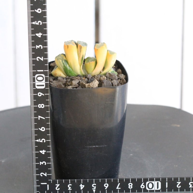 ハオルチア 玉扇錦 北斎錦 | hanayoshi-botanical