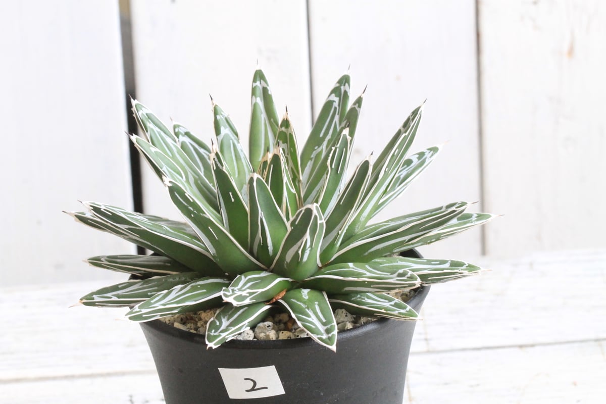 アガベ 姫笹の雪② | hanayoshi-botanical