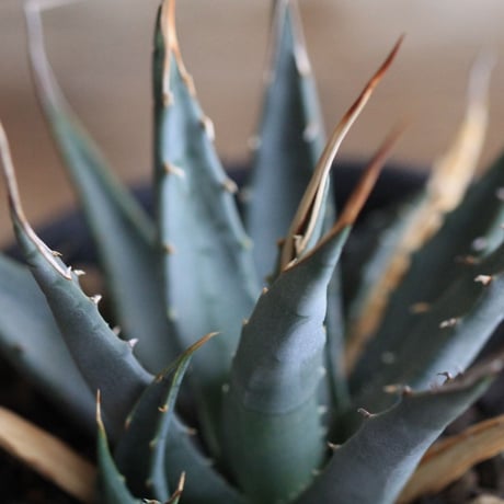 Agave  utahensis eborispina  ユタエンシス　エボリスピナ