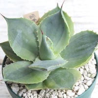 アガベ パリー 吉祥天② | hanayoshi-botanical