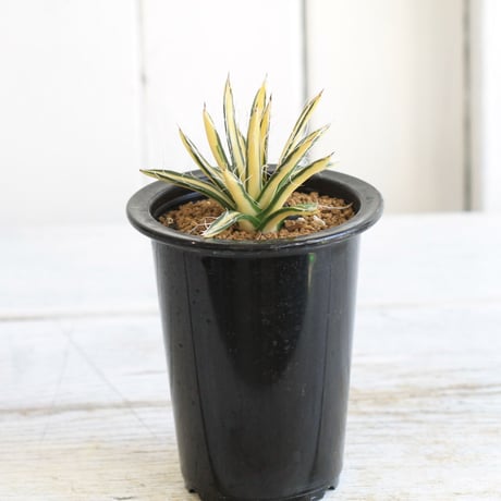 Agave 姫乱雪黄中斑