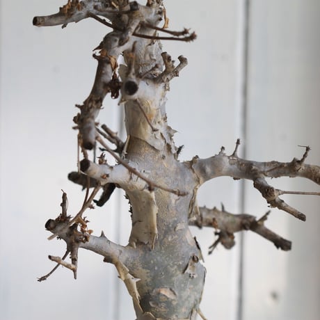 Comiphora holtziana  ホルトジアナ