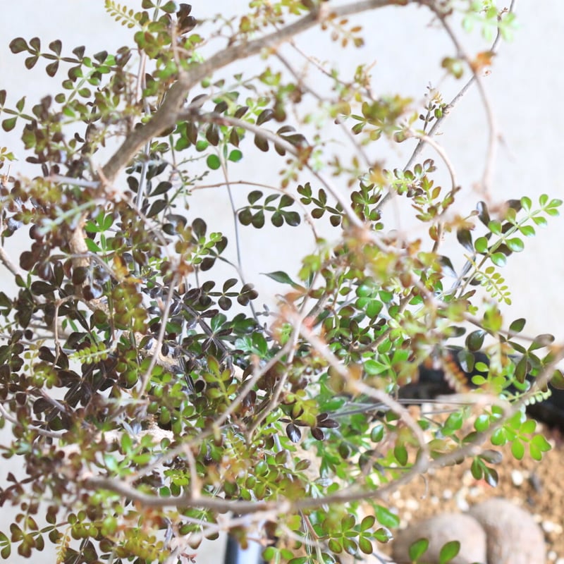 オペルクリカリア デカリー | hanayoshi-botanical