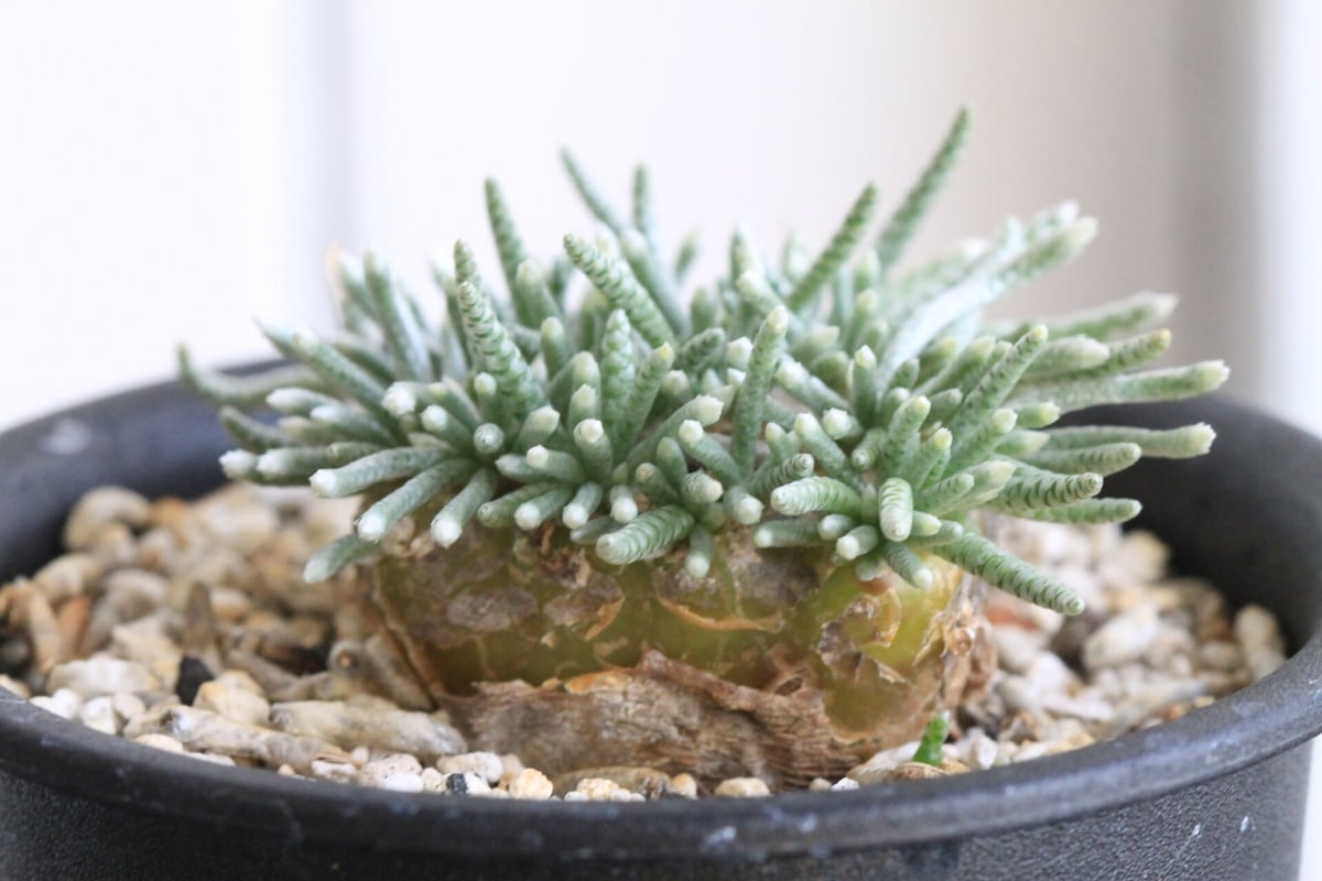 大介ページ　　D039 珍種 アボニア クイナリア（赤花） 大介様専用ページ D039 珍種 アボニア クイナリア（赤花） アボニア