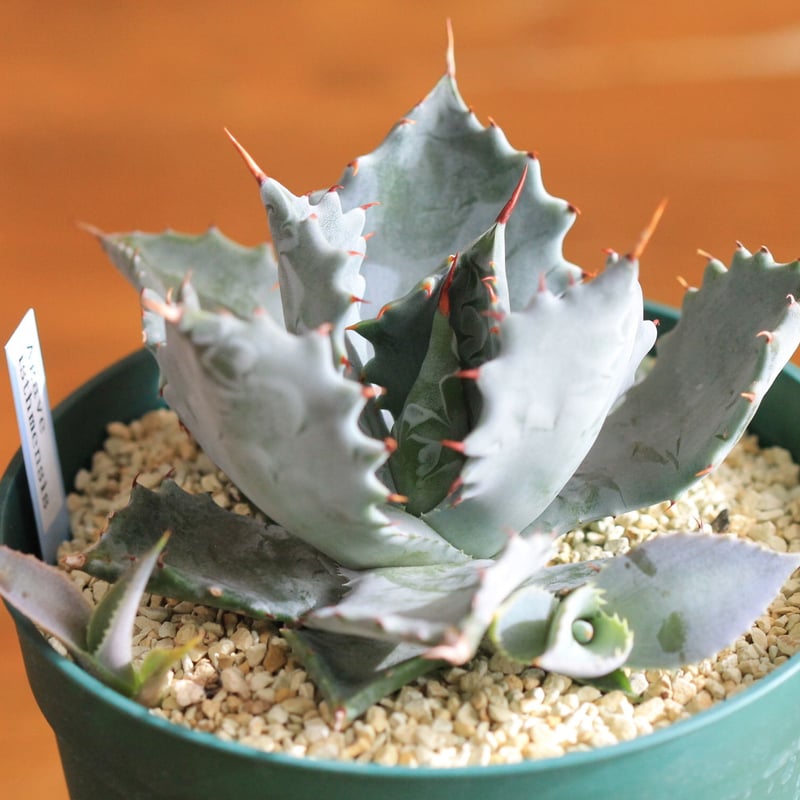 agave isthmensis アガベ イスツメンシス | hanayoshi-botanical