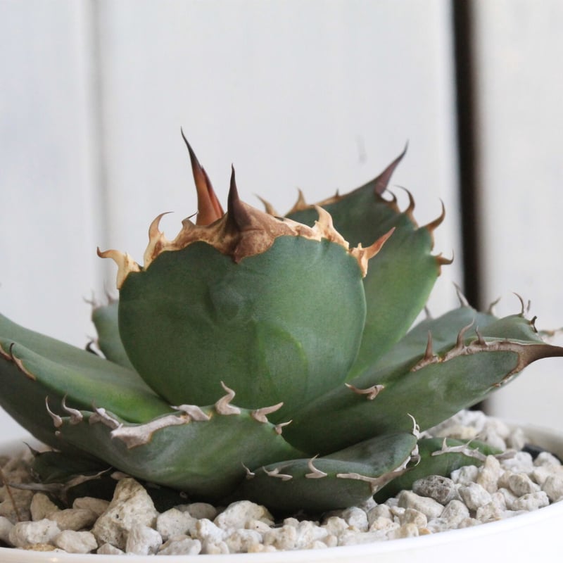 アガベ チタノタ 側無刺01 | hanayoshi-botanical