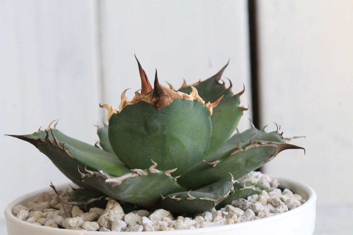 アガベ チタノタ 側無刺01 | hanayoshi-botanical