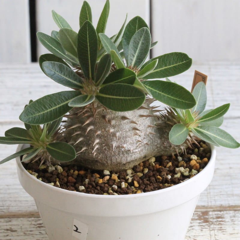 パキポディウム タッキー大黒×タッキー② | hanayoshi-botanical