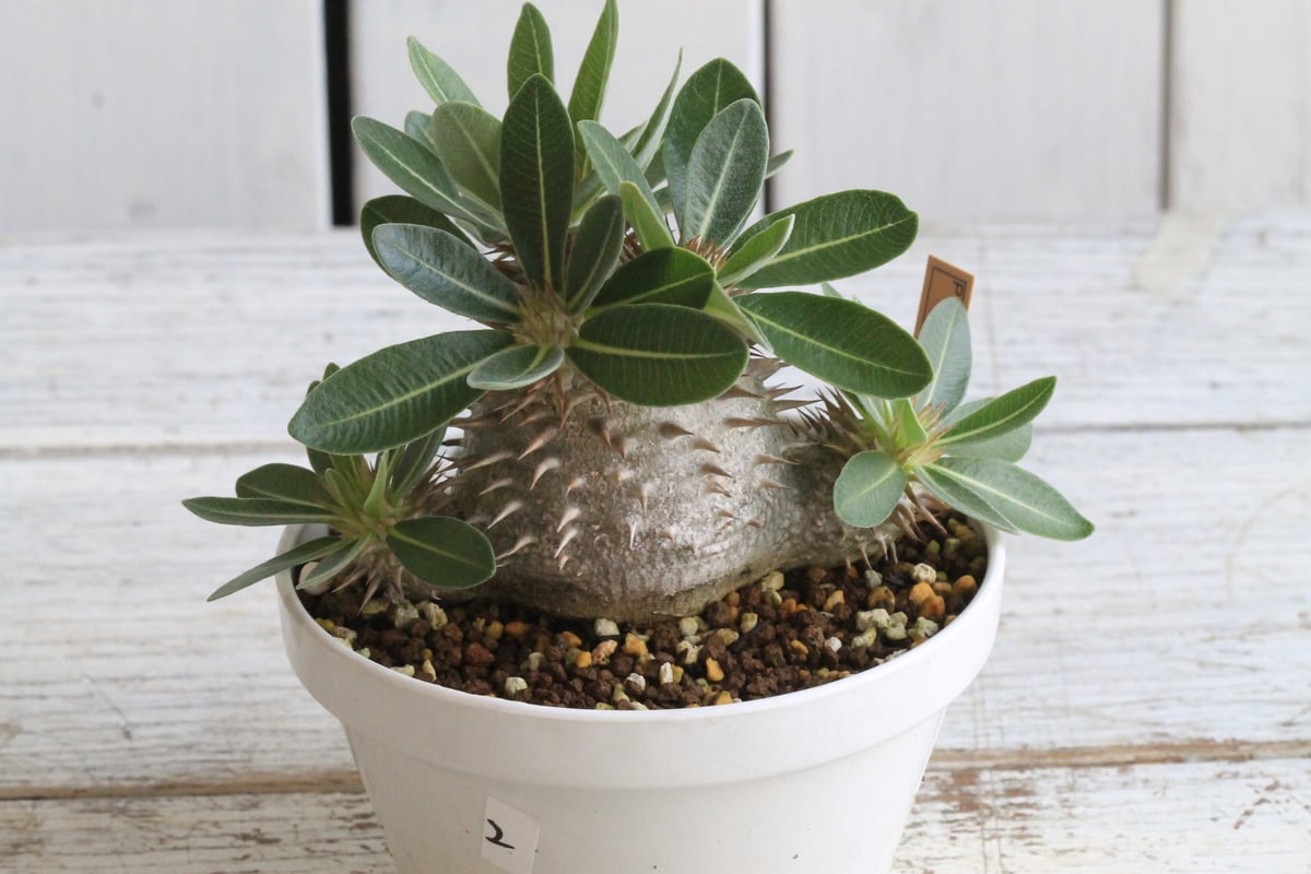 コレクション放出!!!　パキポディウム　獅子大黒　タッキー パキポディウム タッキー大黒×タッキー② | hanayoshi-botanical