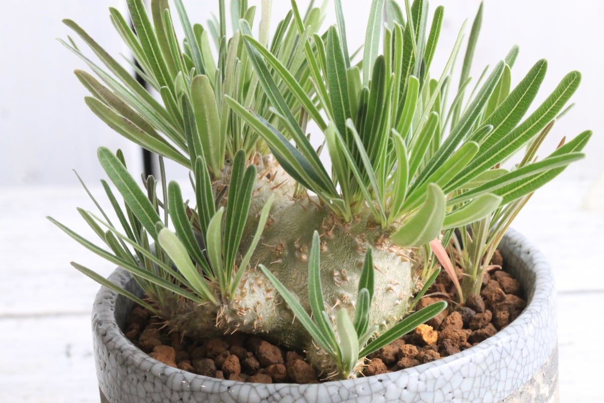 パキポディウム グラキリス 実生 Hanayoshi-botanicalオリジナルポット