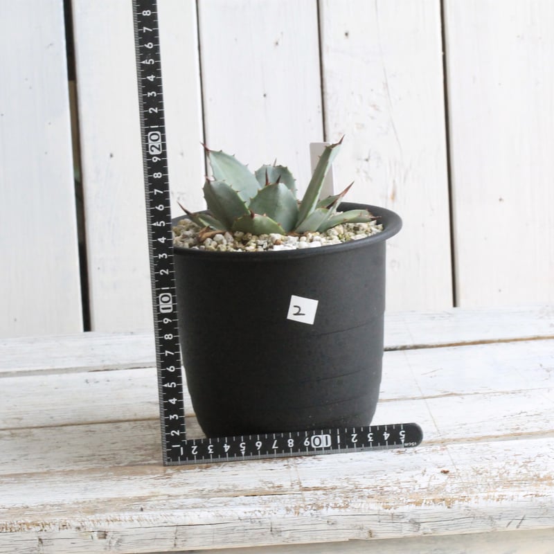 アガベ パリー 吉祥天② | hanayoshi-botanical