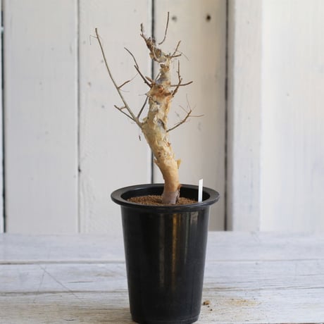 Commiphora holtziana　ホルトジアナ