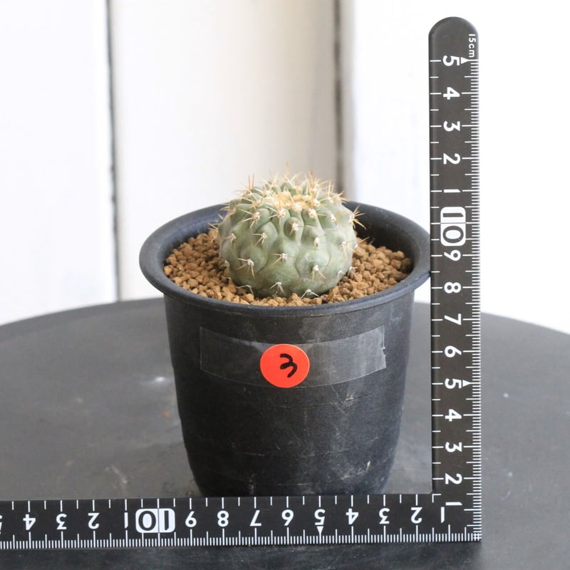 コルムナアルバ 実生 鉢植えメルカリ便送料込み コピアポア コルムナ アルバ（実生） | hanayoshi-botanical