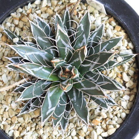 Agave　特小型姫乱雪