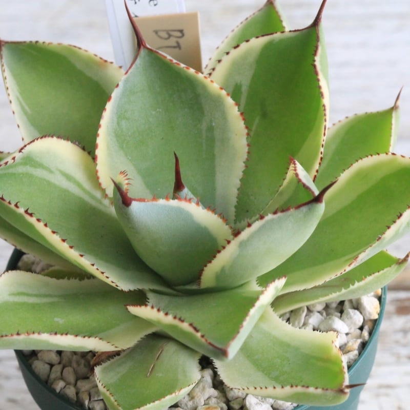 アガベ ベビーティース錦② | hanayoshi-botanical