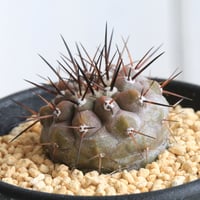 コピアポア グリセオビオラセア | hanayoshi-botanical