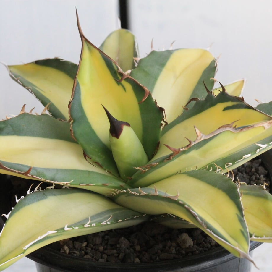63a53c9c679de77df4c1246c