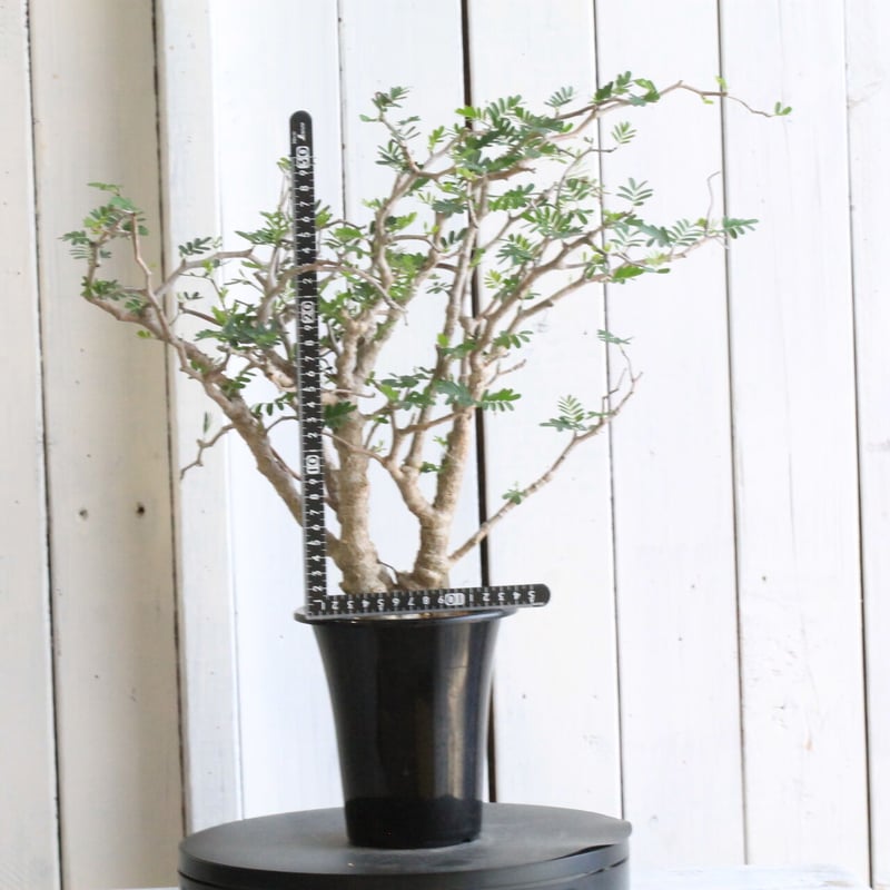 センナ メディオナリス | hanayoshi-botanical