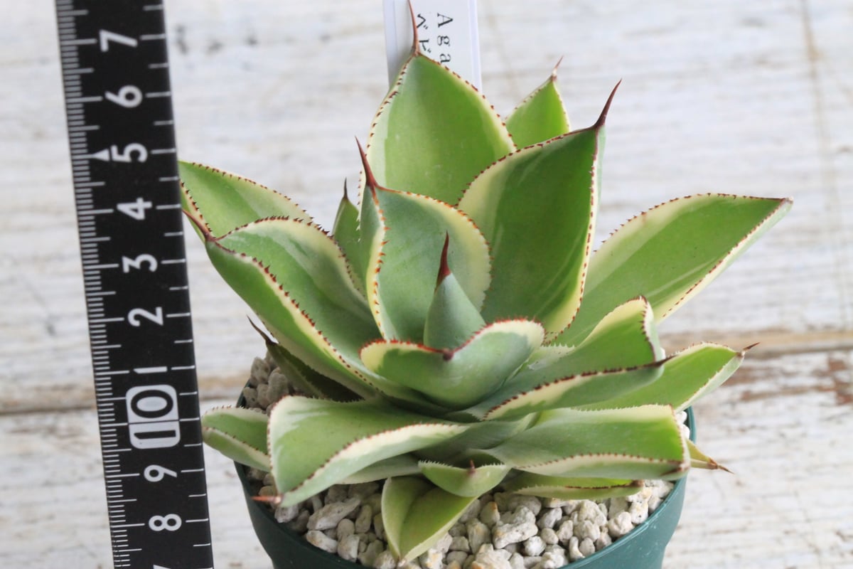 アガベ　ベビーティース　ベイビーティース　青　錦　2株セット出品 アガベ ベビーティース ベイビーティース 青 錦 2株セット出品