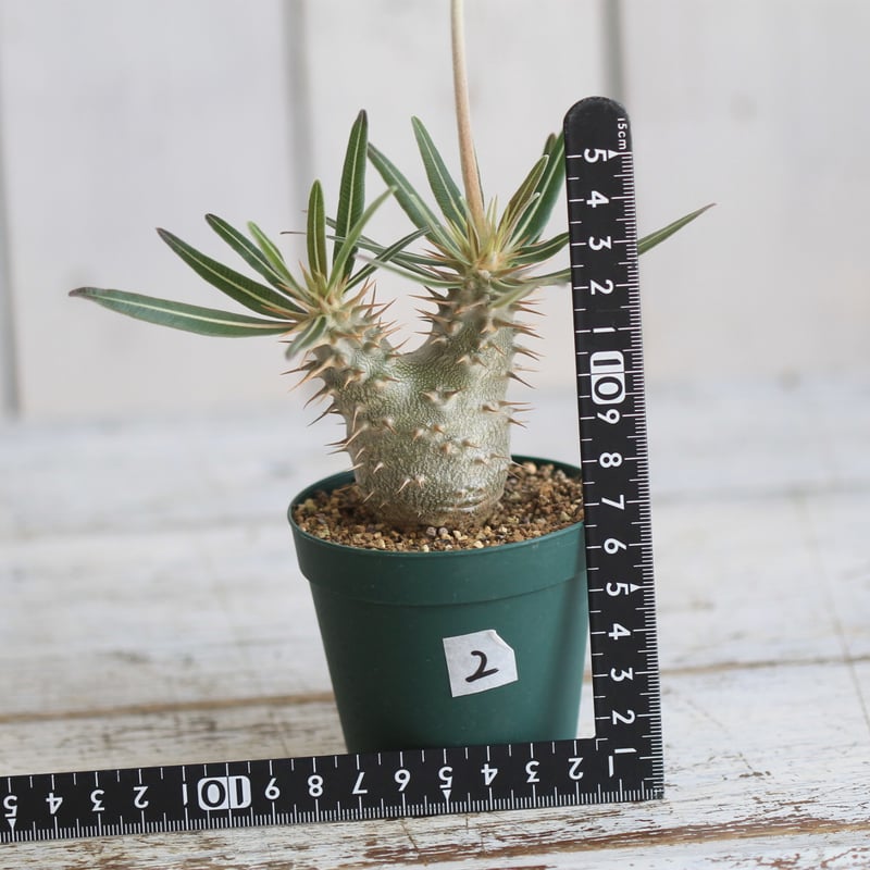 パキポディウム カクチペス 実生② | hanayoshi-botanical