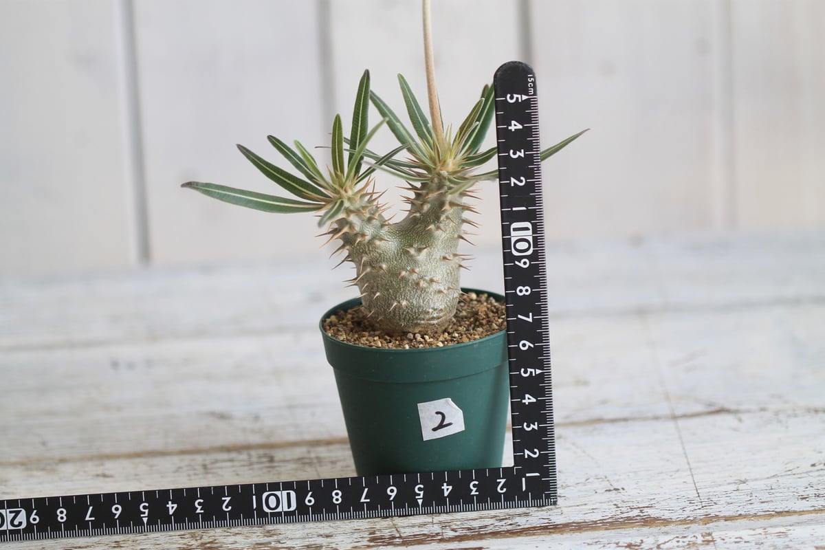 パキポディウム カクチペス 実生② | hanayoshi-botanical