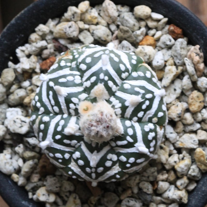 アストロフィツム スーパー兜（アロー） | hanayoshi-botanical