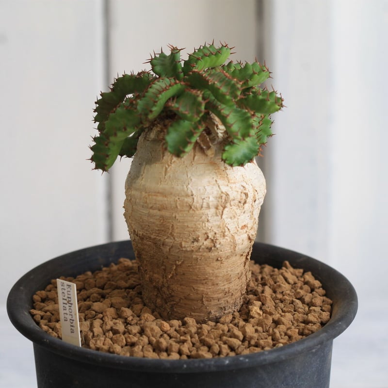 ユーフォルビア　ステラータ　飛竜　現地球 塊根部分がよく育たユーフォルビア・ステラータ（飛竜）を