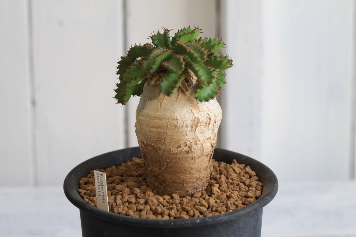 飛竜ステラータユーフォルビア