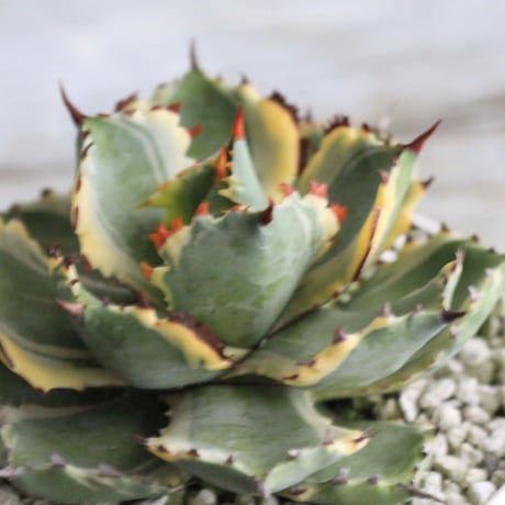Agave 王妃カブトガニ錦