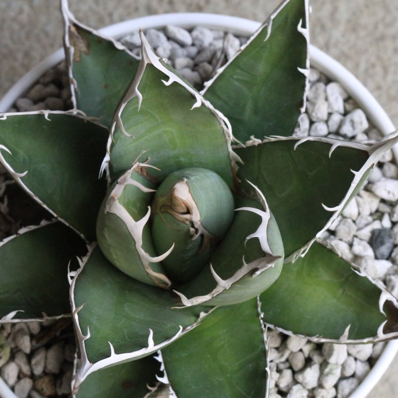 アガベ　帝釈天　覆輪　希少レア株 dffa5ac412ffbd440242b7bf2cccae