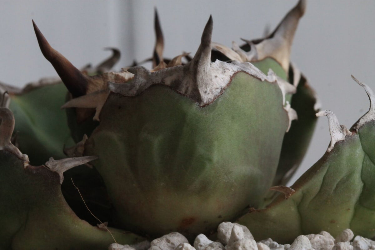 アガベ チタノタ 多肉植物 コンパクタ　子株　中株 アガベ チタノタ（EU）コンパクタ 023 – linkplants -リンク