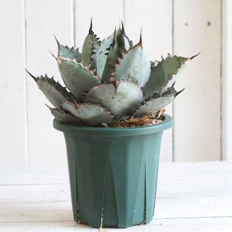 Agave titanota  ブラック＆ブルー