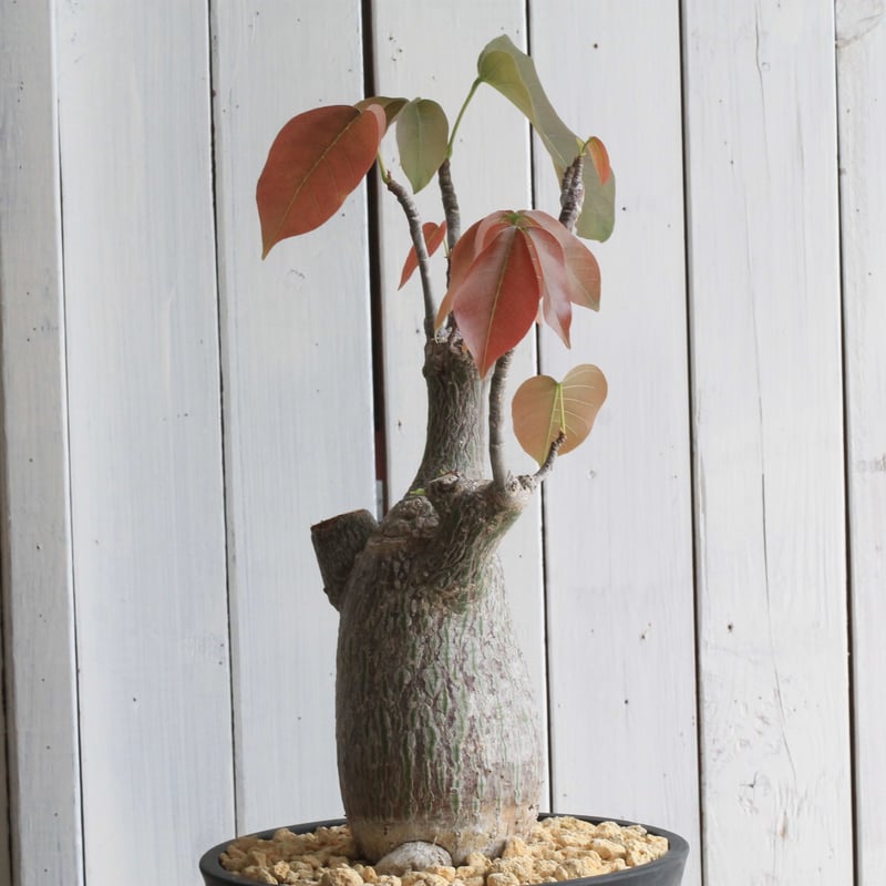 ボンバックス　エリプティクム　美株 海外実生（鉢付き） プセウドボンバックス：エリプチクム（実生株） 3号鉢植え25-01